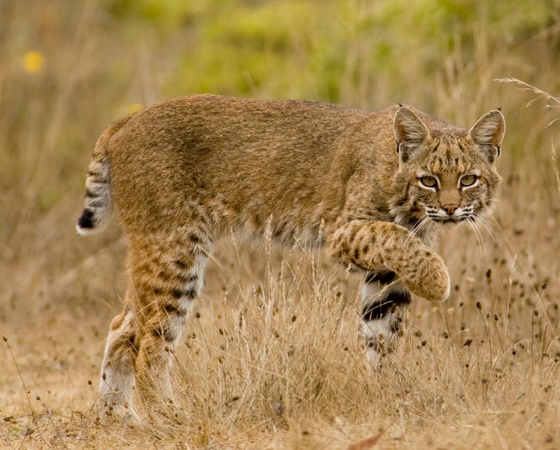 California's Bobcats Are Smaller Than Their Eastern Cousins
