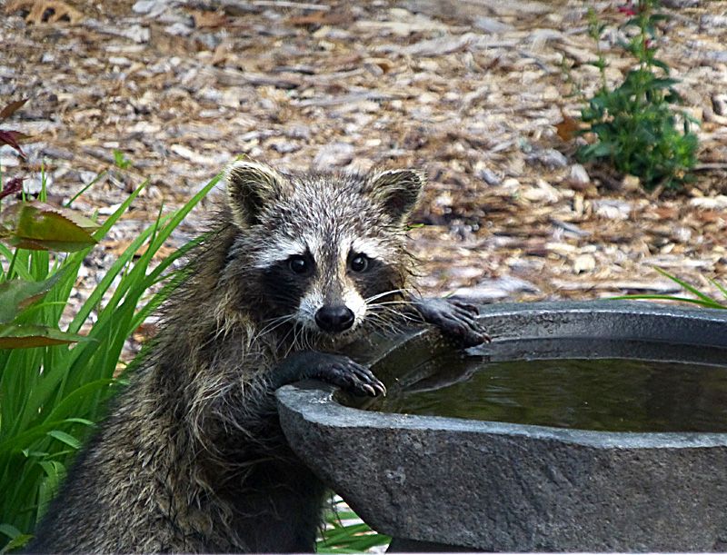 Raccoons Hijack Bird Baths