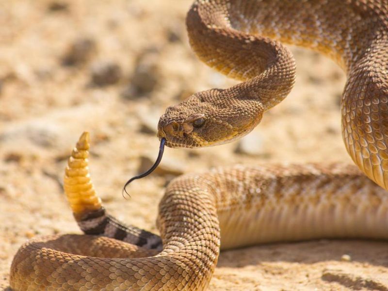 Rattlesnakes