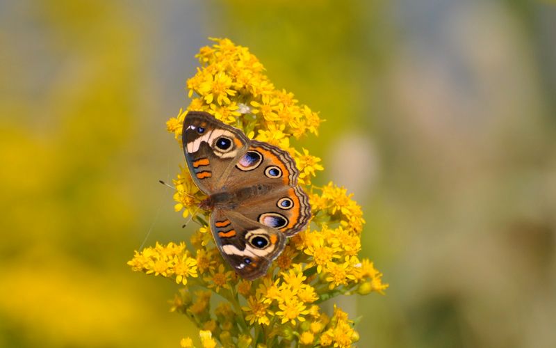 Common Buckeye: The Eyespot Expert