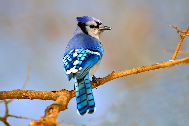 Blue Jay – The Neighborhood Watchdog