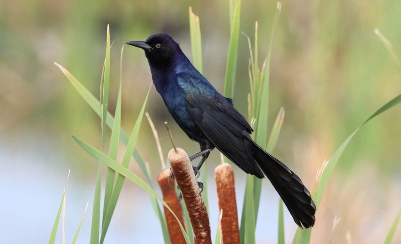 Common Grackle: The Misunderstood Metallic Visitor