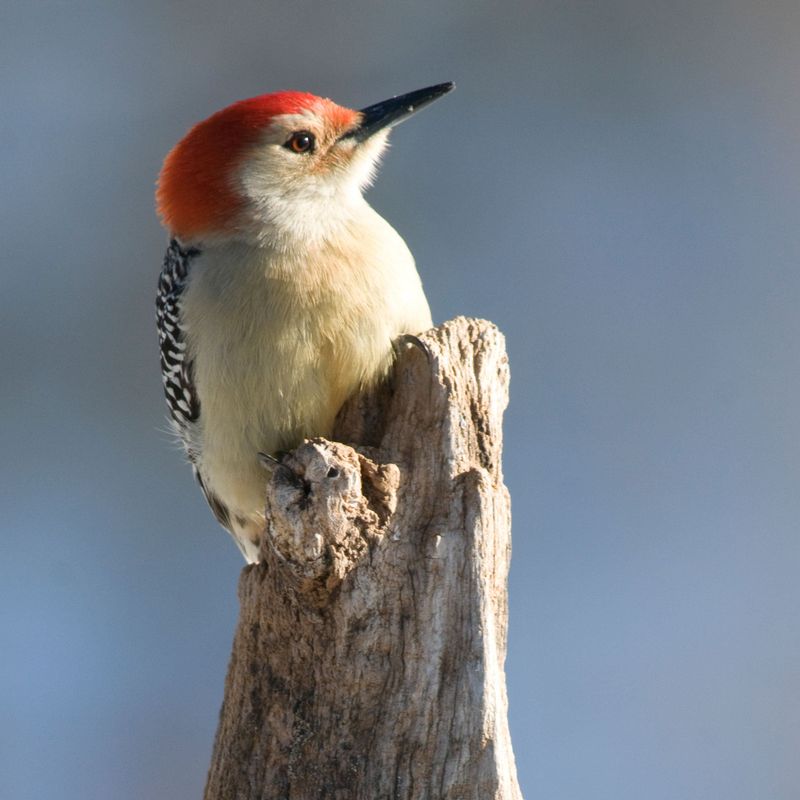 Red-Bellied Woodpecker