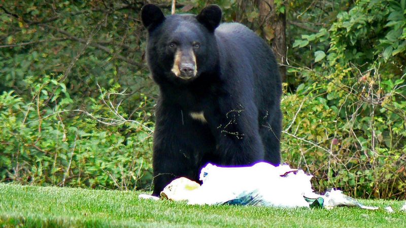 Black Bear: The Dumpster Diver