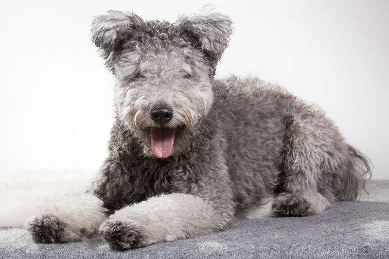 Pumi