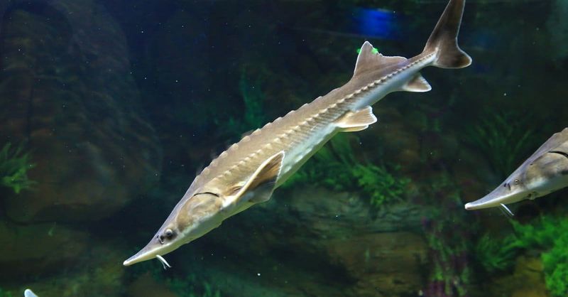 Lake Sturgeon: Living Fossils From The Dinosaur Era
