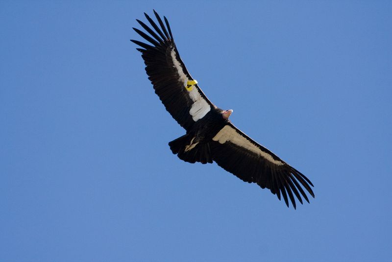 California Condor: Phoenix of the Skies