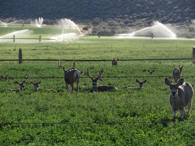 Mule Deer Turn Sprinkler Enthusiasts