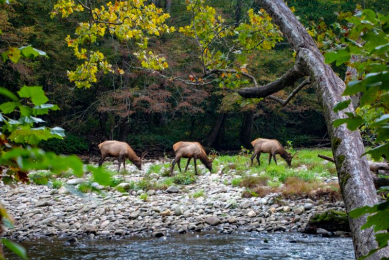 Elk Discover Mountain Stream Jacuzzis