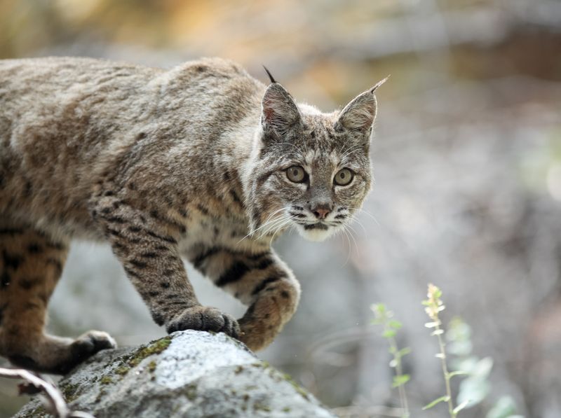 Bobcat: The Stealthy Hunter