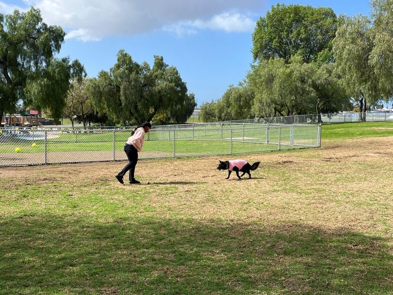 Off-Leash Areas: The Designated Freedom Zones