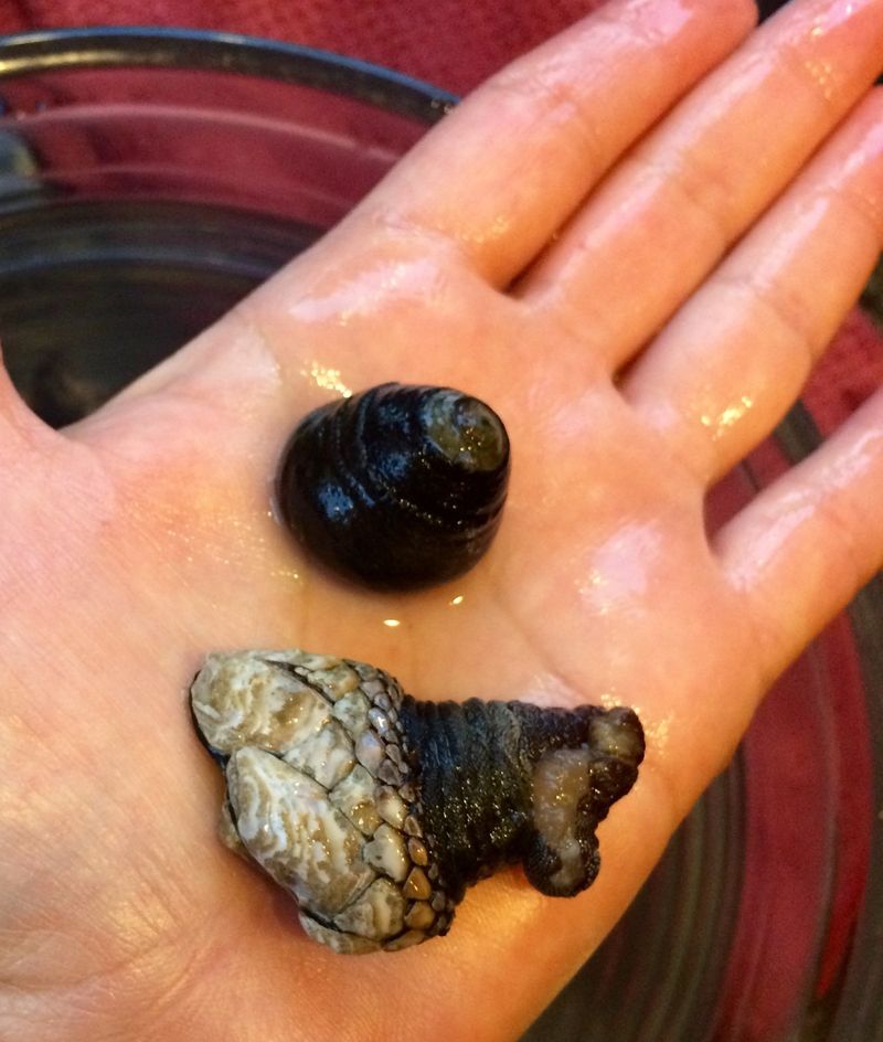 Barnacles – Carmel River State Beach, Pismo Beach