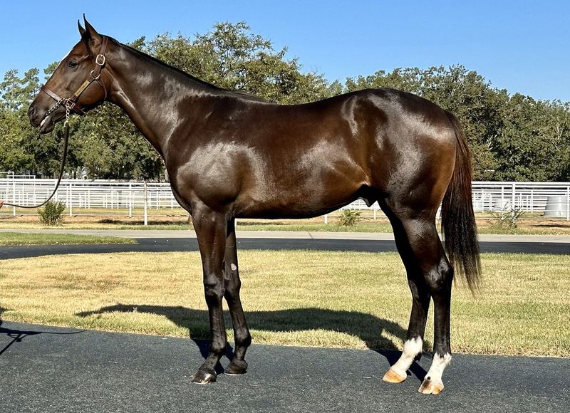 Thoroughbred