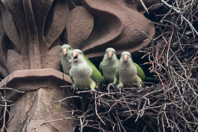 Monk Parakeets: Brooklyn's Tropical Transplants