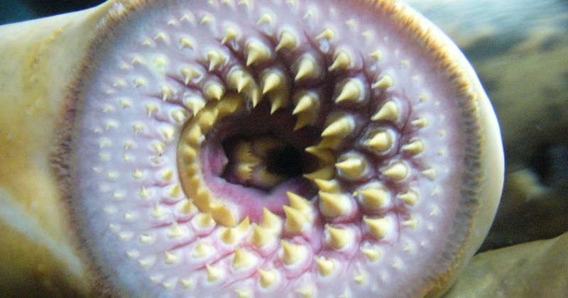 Chestnut Lamprey: The Ancient Vampire Fish