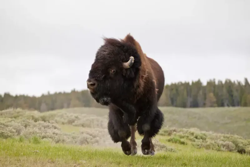 Mighty American Bison: The Park's Living Icons