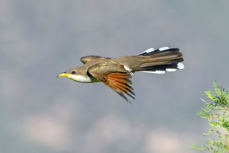 Golden-Billed Forest Ghost: Yellow-Billed Cuckoo