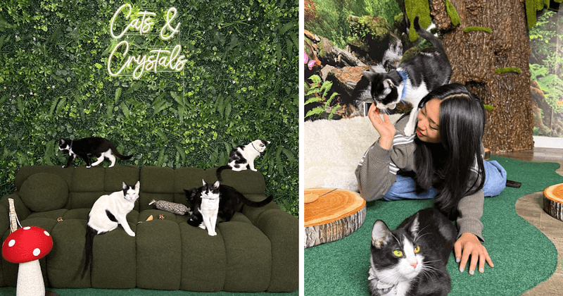 Cats & Crystals Cat Café – Oceanside