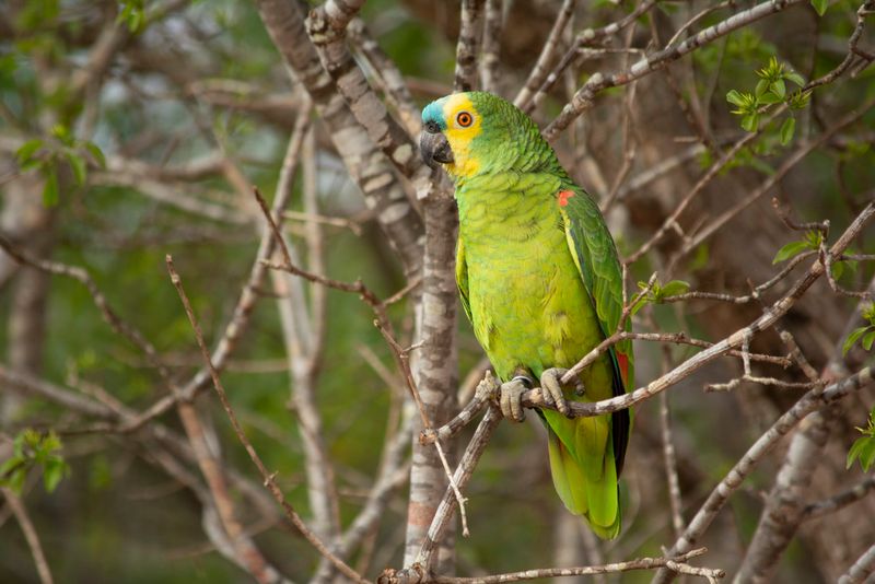 Blue-fronted Amazon (Amazona aestiva)