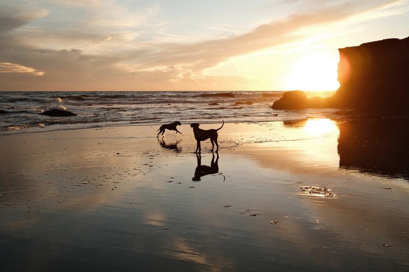 Santa Cruz's Surf Dog Paradise