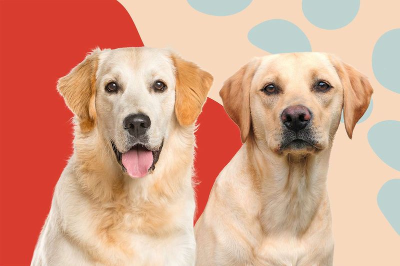 Kid-Proof Family Dogs