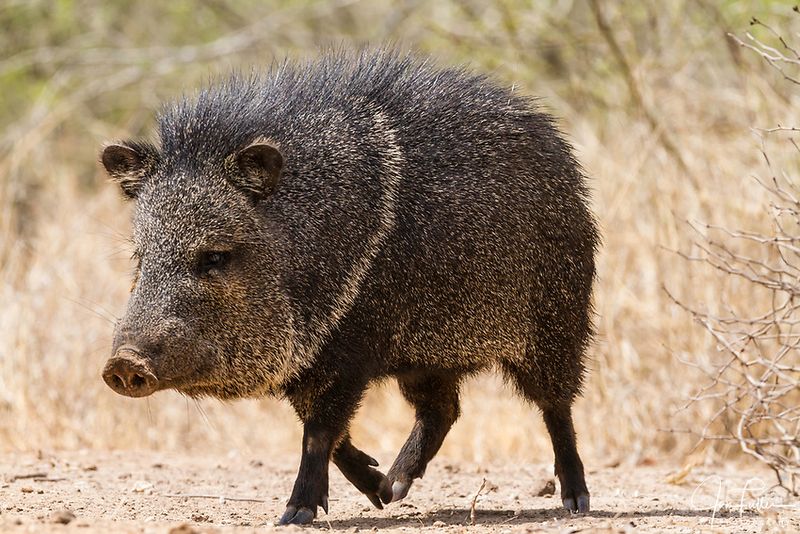 Prehistoric-Looking Pigs: Collared Peccary (Javelina)