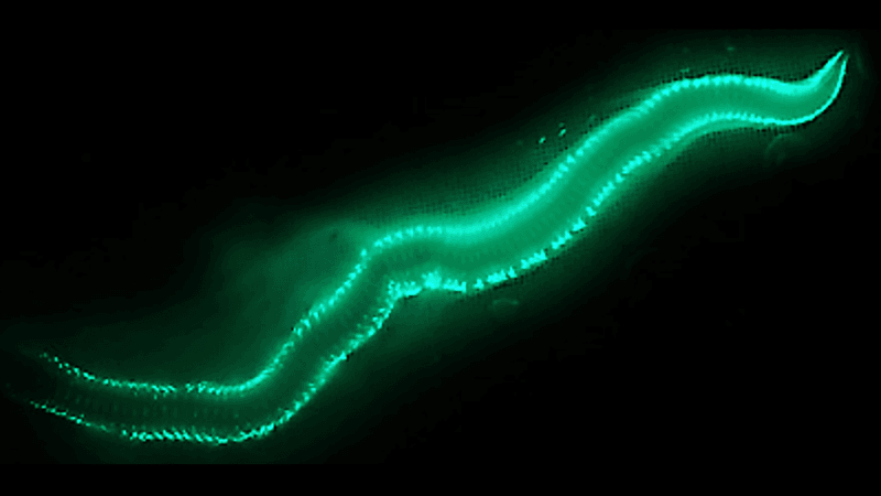 The Romantic Illuminators: Odontosyllis enopla