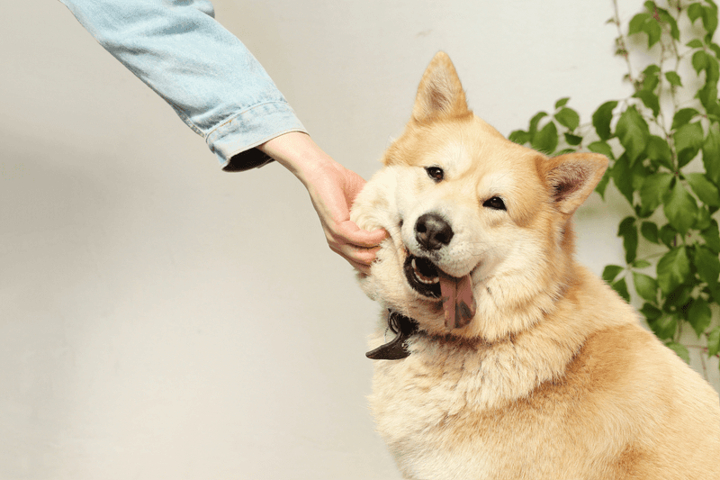 Vacation Vexations: Finding Pet-Sitters Braver Than Explorers