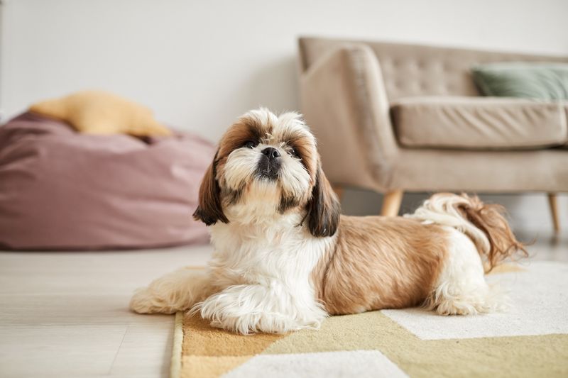 Hypoallergenic Heroes For Sensitive Sinuses