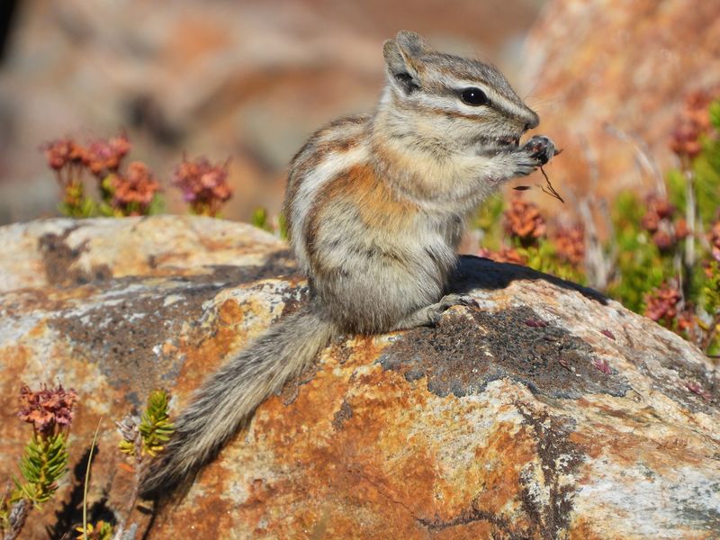 California: Coastal Chipmunk Paradise