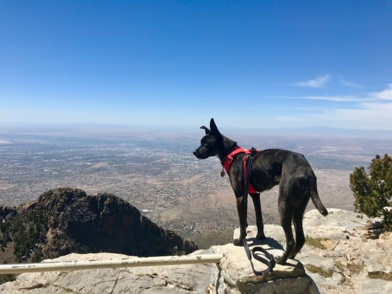 New Mexico's Sunshine State