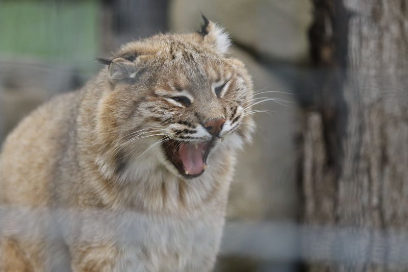 New Jersey's Pine Barrens Predators