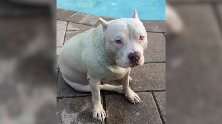 sweet white dog