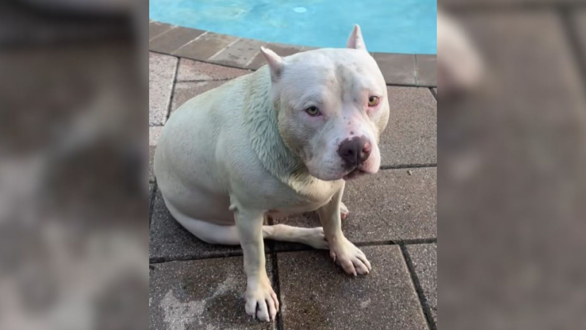New Jersey Owner Noticed Her Dog Was Turning Green Only To Learn The Real Cause Behind It