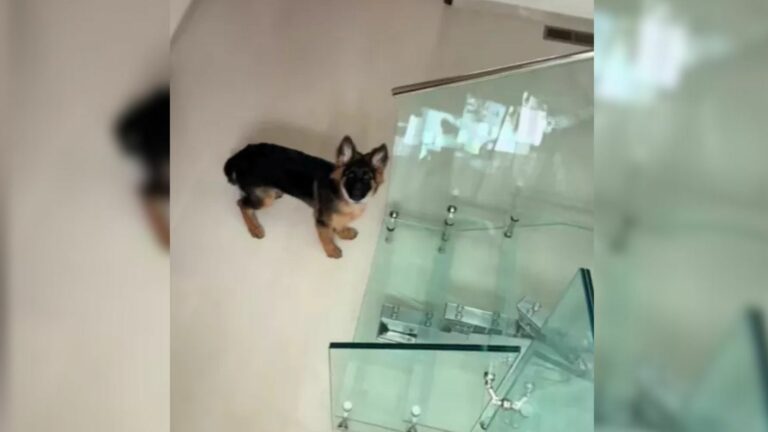 dog and glass stairs