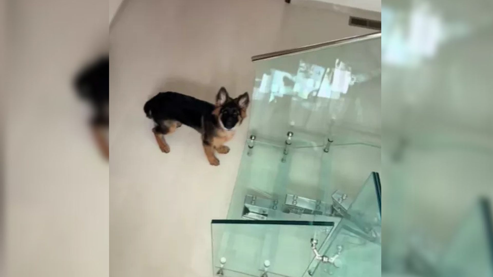 dog and glass stairs