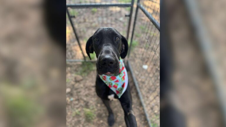 black pup