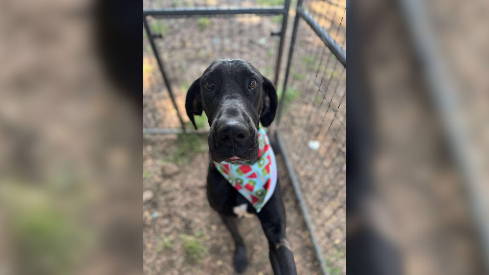 New Jersey Pup Pulled From The Brink Melts In The Arms Of The First Person Who Showed Her Kindness