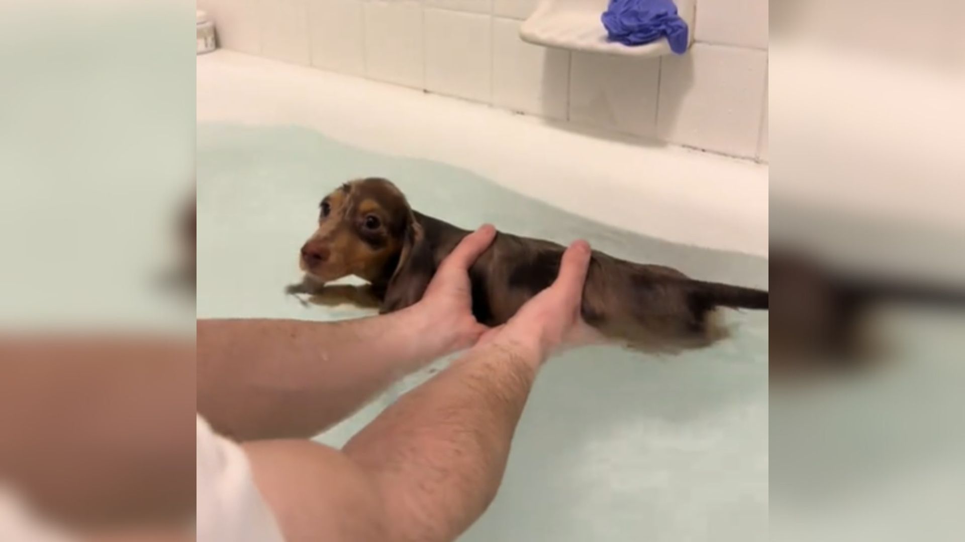 dachshund dog swimming