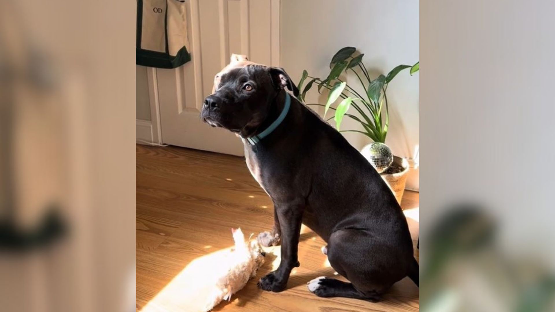 dog in house