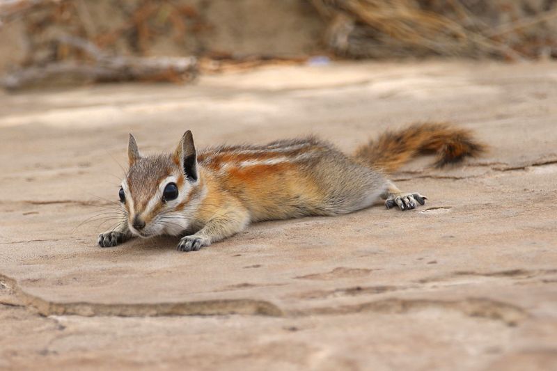 Montana: Big Sky Chipmunk Country
