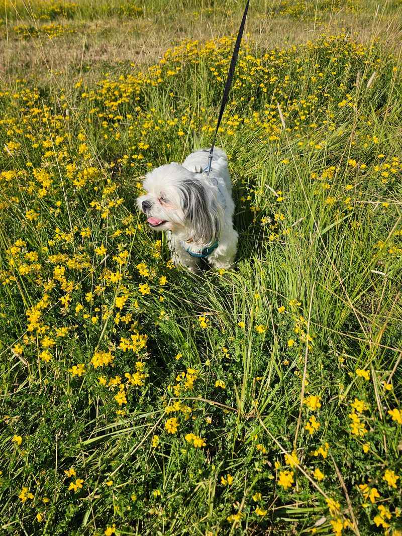 Idaho's Rural Pet Challenges