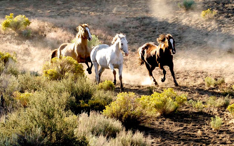 Red Rock Herd Management Area: Colorful Canyon Dwellers