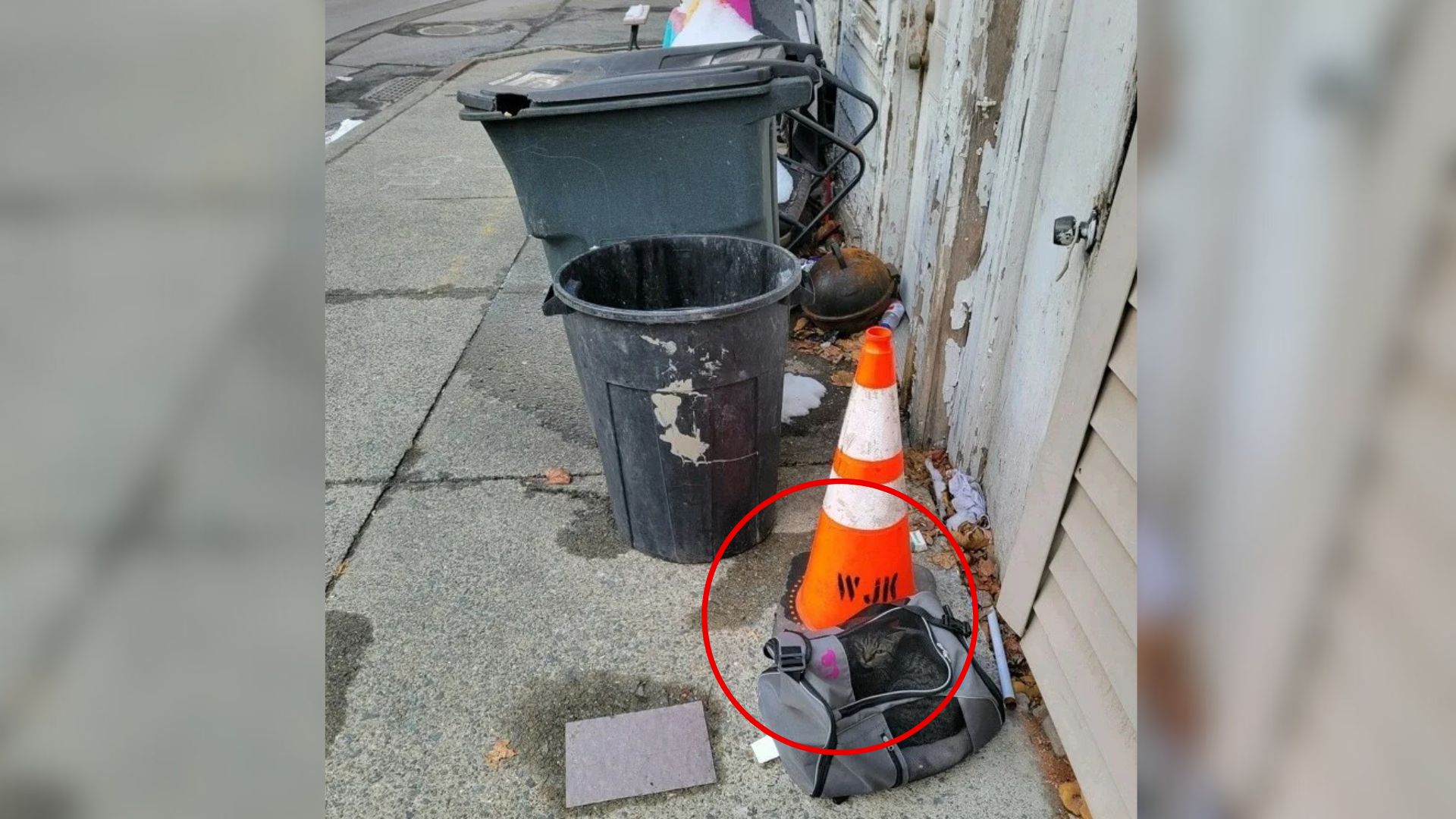New York Cat Found Abandoned In Duffel Bag Near Trash Can Finds Forever Home
