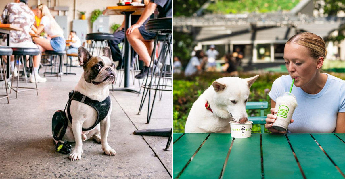 New York City’s Top 10 Dog-Friendly Restaurants (And The Breeds They Welcome)