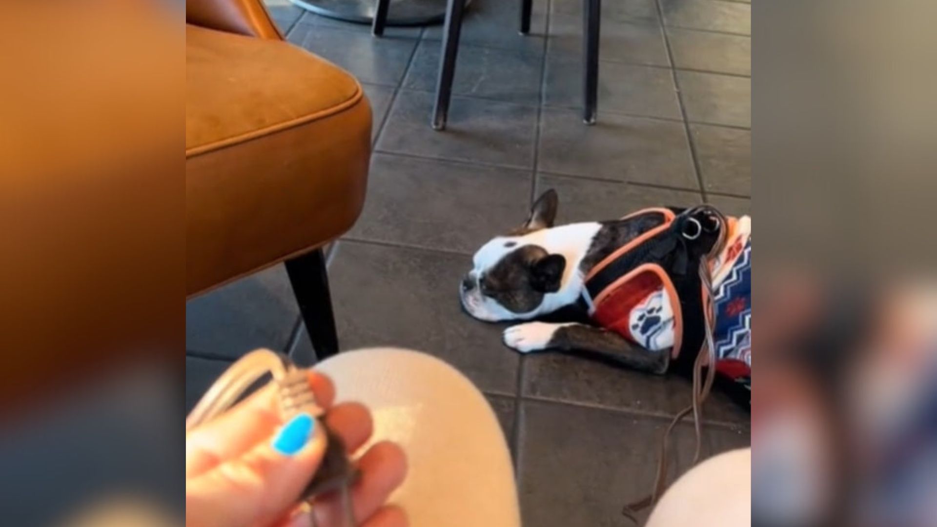 New York Woman Forgets Her Dog’s Leash, Her ‘Creative Solution’ Is Genius