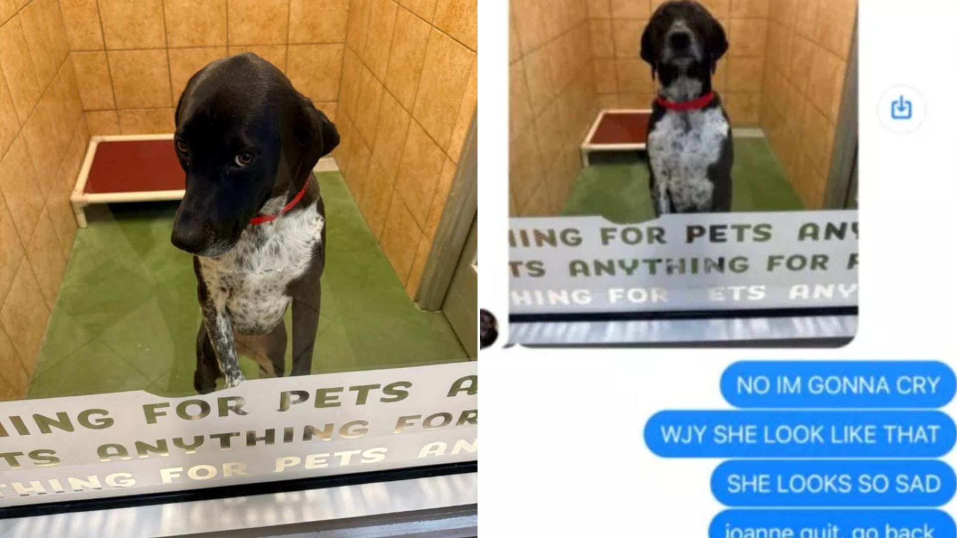 dog at daycare
