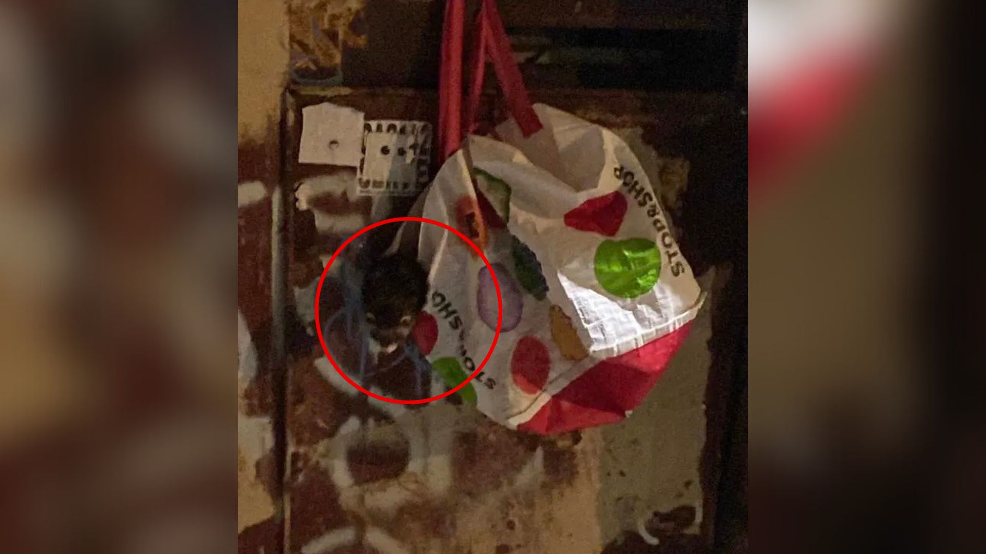 New York Woman Was In Disbelief After Learning What Was In A Bag She Found Hanging On A Container