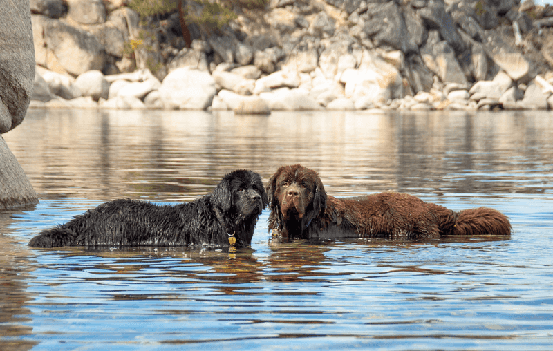 American Water Spaniel: The Underrated Boating Companion