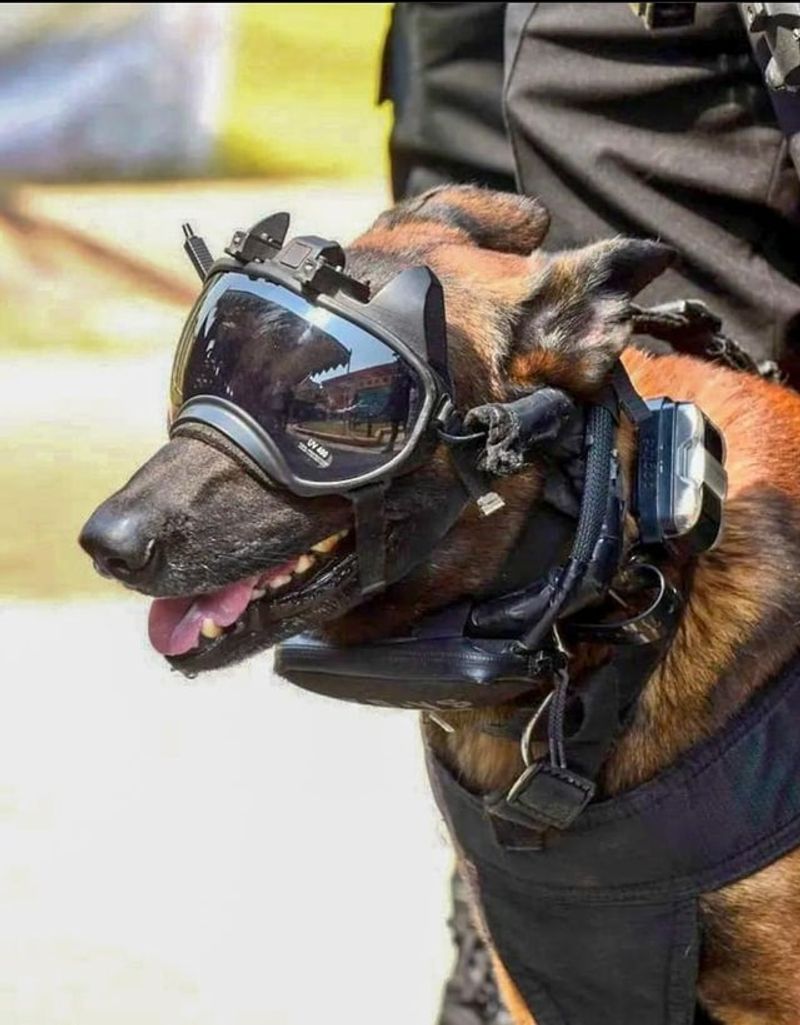 The Command Hub Where Dogs and Drones Connect